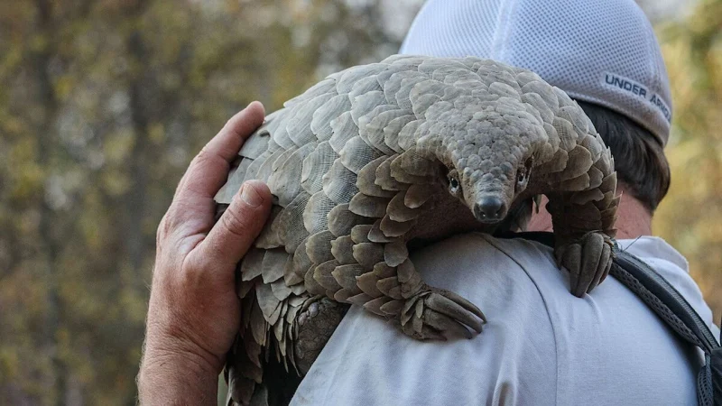 Loài Tê Tê: Hành Trình Của Kulu - Pangolin: Kulu's Journey