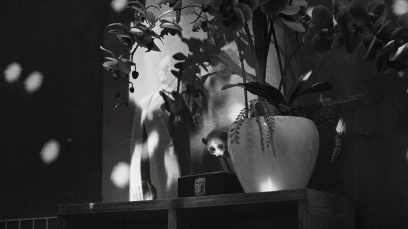 Cu Li Không Bao Giờ Khóc - Cu Li Never Cries